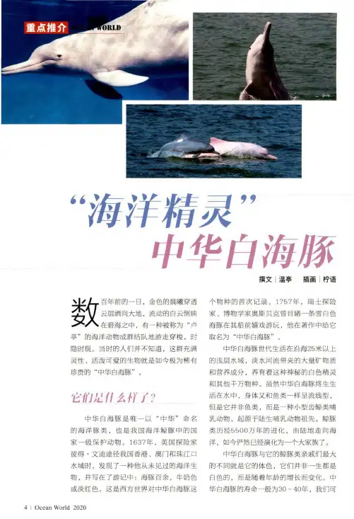 “海洋精灵”中华白海豚