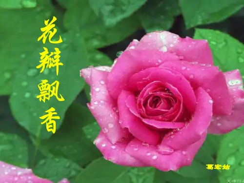 三年级语文花瓣飘香-P