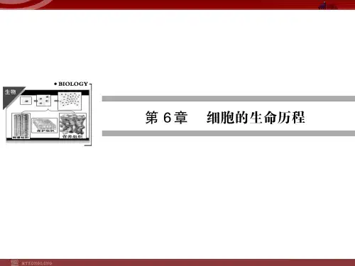 高中生物必修1复习课件：第6单元 细胞的生命历程