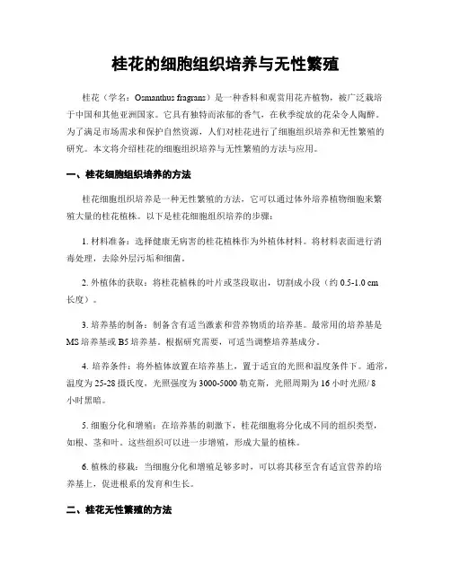桂花的细胞组织培养与无性繁殖