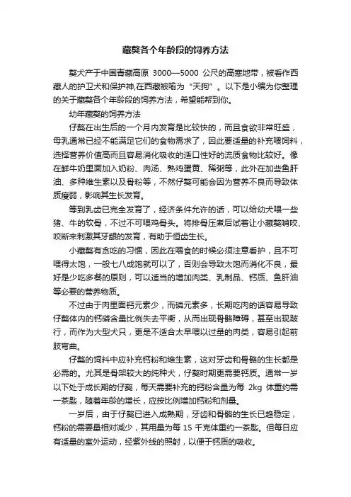 藏獒各个年龄段的饲养方法