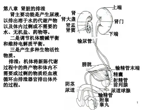生理学8-肾脏的排泄.ppt
