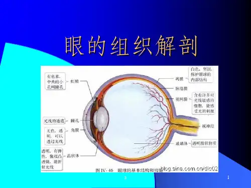 眼球的解剖结构