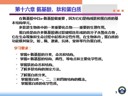 第16章 氨基酸、肽和蛋白质