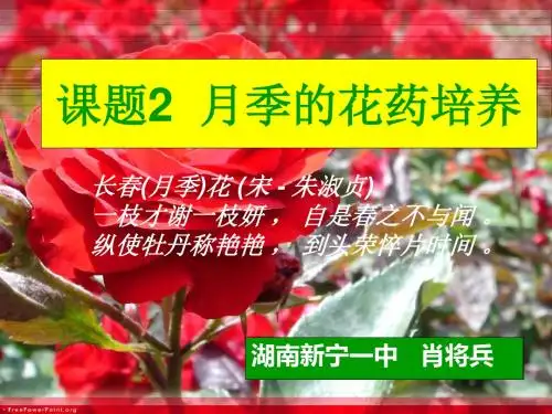 月季的花药培养ppt1 人教课标版