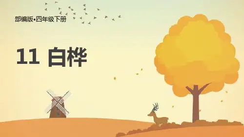 部编版四年级下册语文《白桦》PPT优质课件