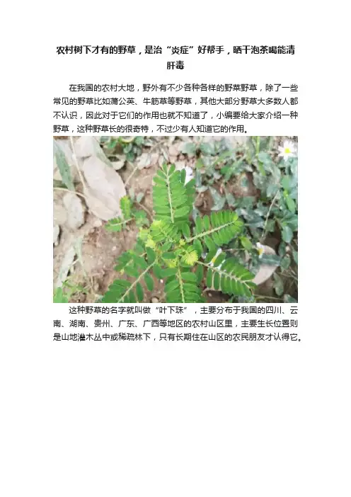 农村树下才有的野草，是治“炎症”好帮手，晒干泡茶喝能清肝毒