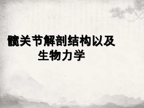 髋关节解剖结构以及生物力学