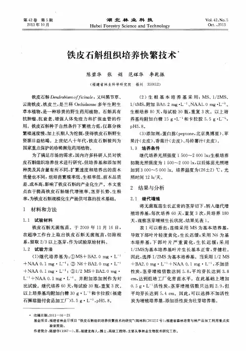 铁皮石斛组织培养快繁技术