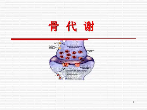 骨代谢PPT演示课件