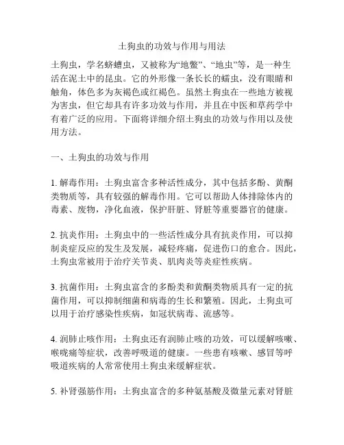 土狗虫的功效与作用与用法