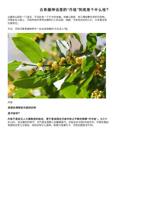 古希腊神话里的“月桂”到底是个什么桂？
