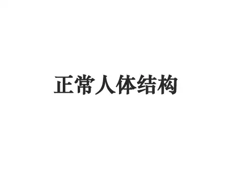 正常人体结构 ppt课件