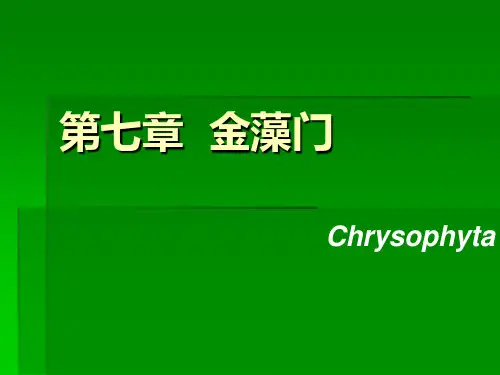 金藻门