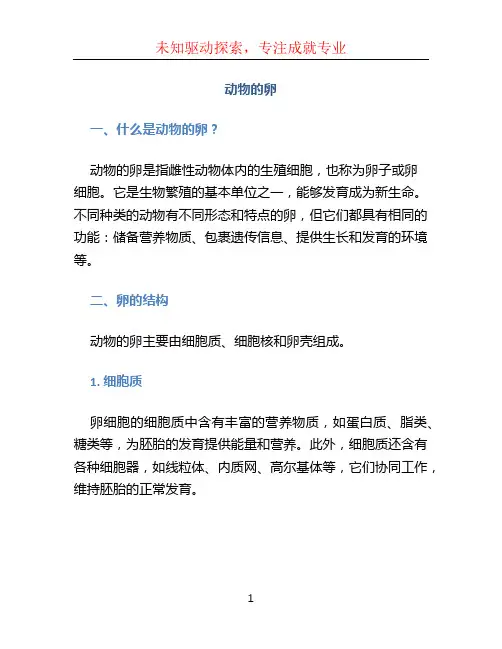 动物的卵ppt