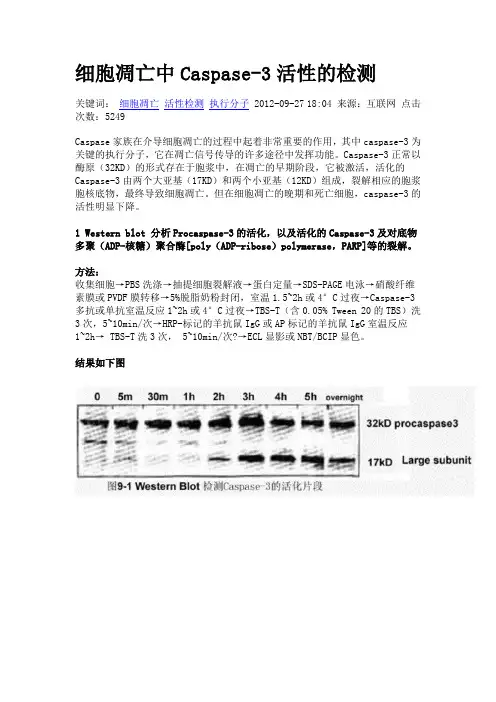 细胞凋亡中Caspase-3活性的检测