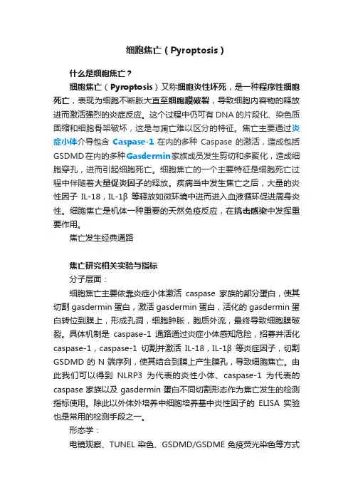 细胞焦亡（Pyroptosis）