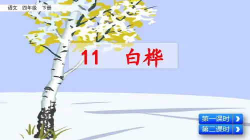 部编人教版四年级语文下册第11课《白桦》精美PPT课件