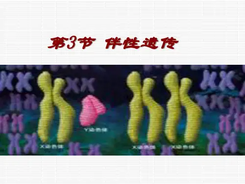 《伴性遗传》人教版课件1