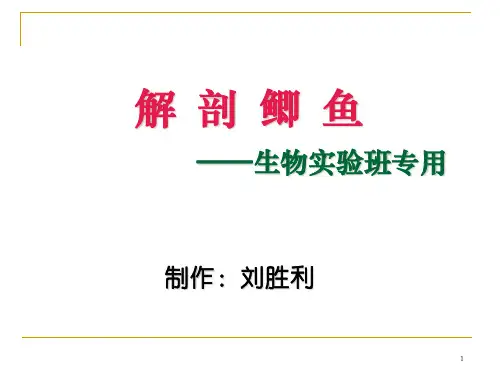 鲫鱼解剖