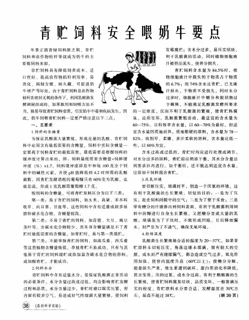 青贮饲料安全喂奶牛要点
