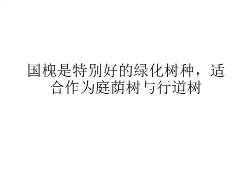 国槐是特别好的绿化树种,适合作为庭荫树与行道树