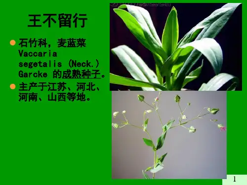 果实种子类中药