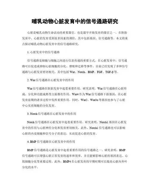 哺乳动物心脏发育中的信号通路研究
