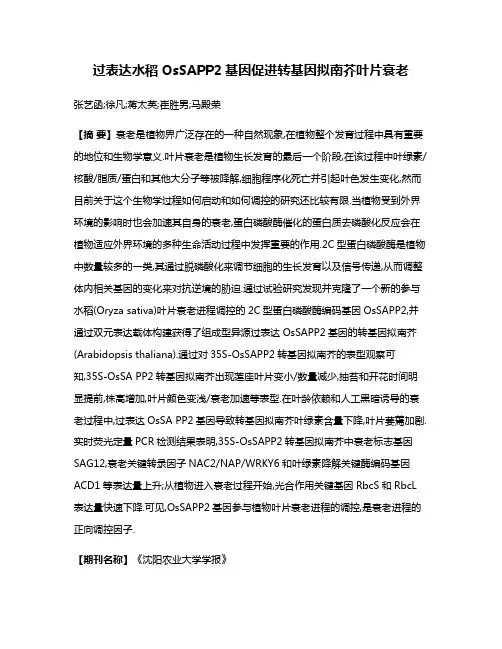 过表达水稻OsSAPP2基因促进转基因拟南芥叶片衰老