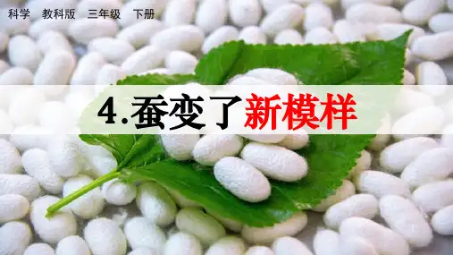 《蚕变了新模样》PPT课件