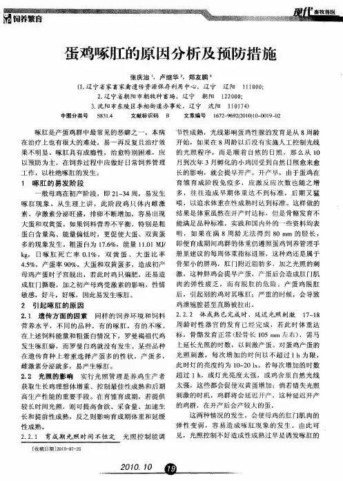 蛋鸡啄肛的原因分析及预防措施