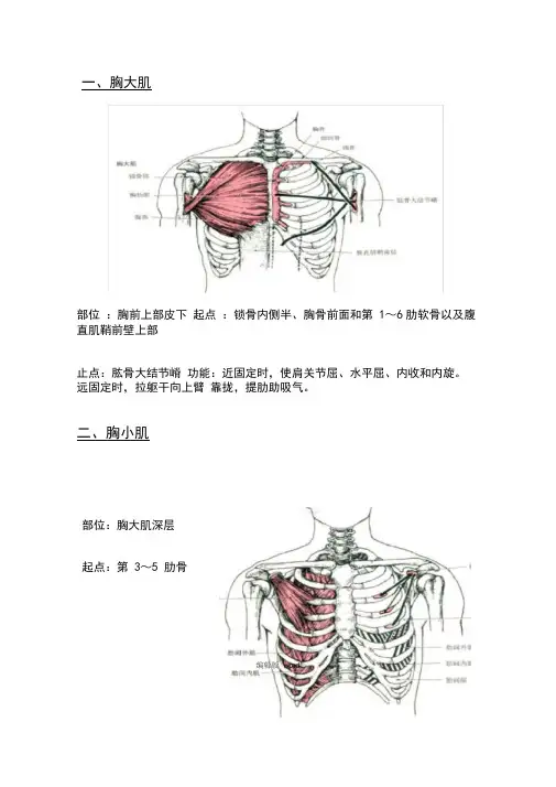 肌肉起止点最新版本