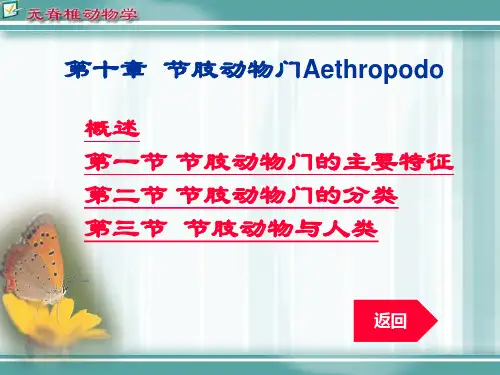 节肢动物门课件10