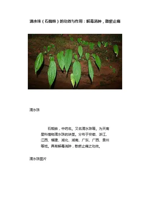 滴水珠（石蜘蛛）的功效与作用：解毒消肿，散瘀止痛