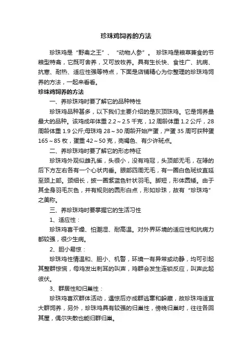 珍珠鸡饲养的方法