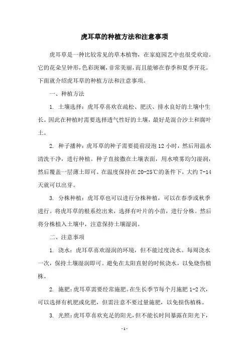 虎耳草的种植方法和注意事项