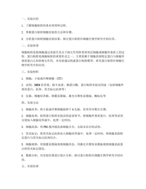 蛋白粘附细胞实验报告