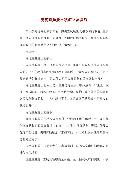 狗狗直肠脱出状症状及防治