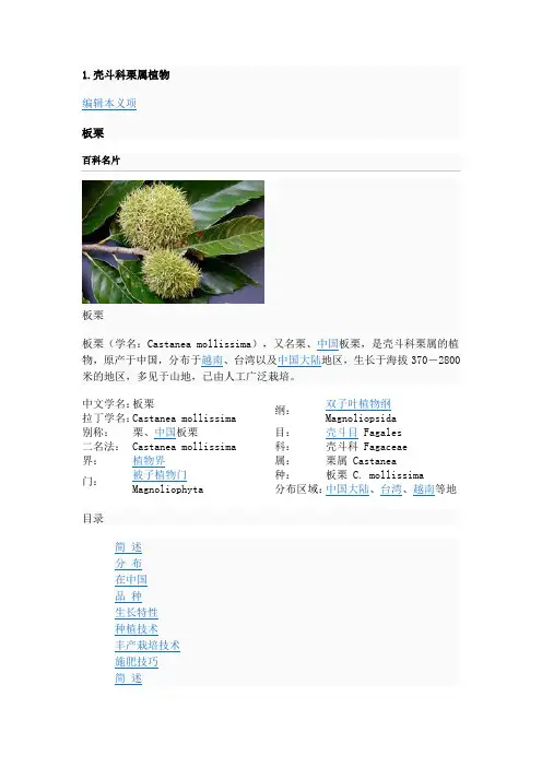 1.壳斗科栗属植物