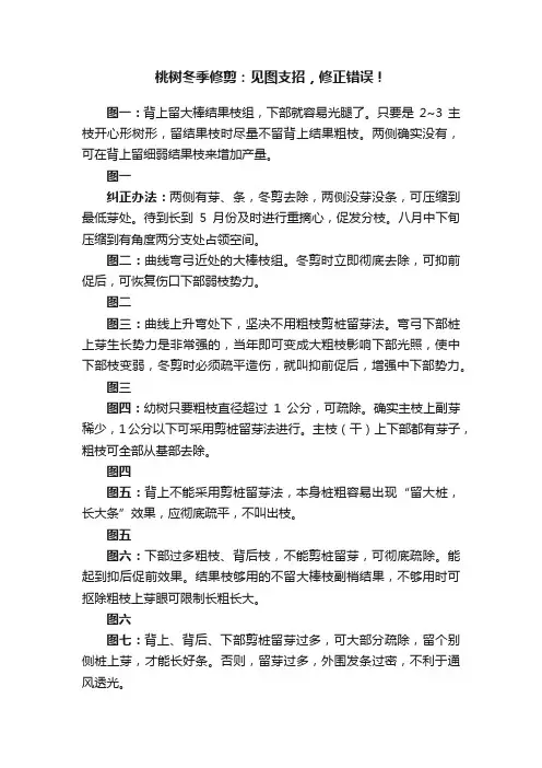 桃树冬季修剪：见图支招，修正错误！