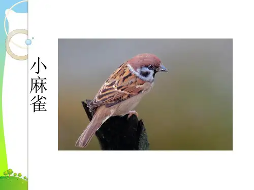 人音版二年级音乐《小麻雀》课件2.ppt
