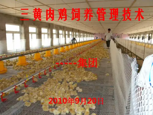 三黄鸡的饲养技术ppt课件