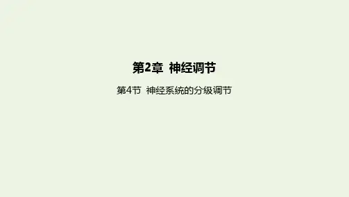 新教材高中生物神经调节第4节神经系统的分级调节课件新人教版选择性必修第一册
