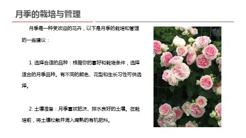 月季的栽培与管理