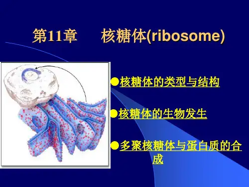 细胞生物学(11 核糖体)