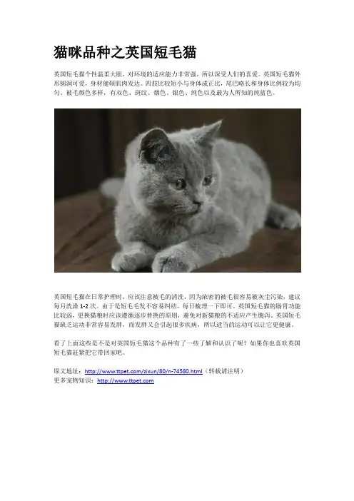 猫咪品种之英国短毛猫