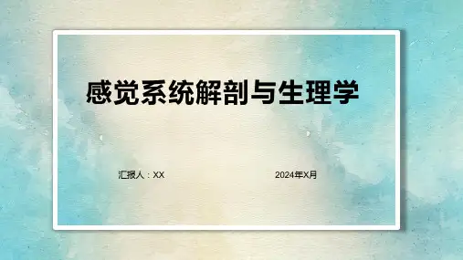 感觉系统解剖与生理学