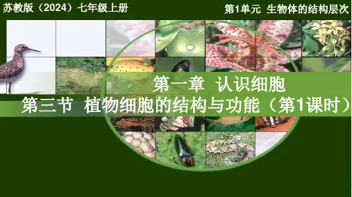 1.3植物细胞的结构与功能课件-2024--2025学年苏教版生物七年级上册