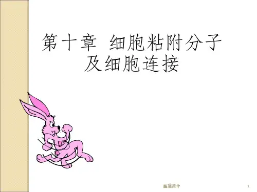 分子细胞生物学细胞粘附分子及细胞连结
