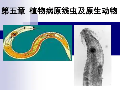 线虫和原生动物